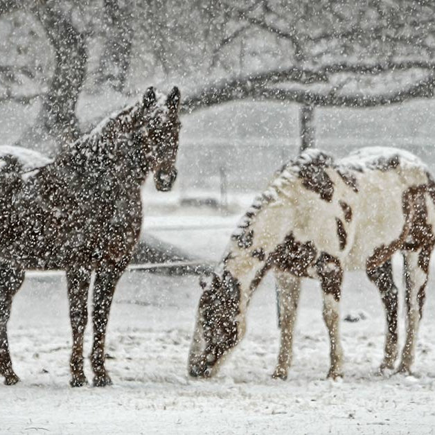 Horse Care Tips for Cold Weather