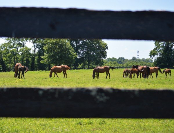 Horse Breeds of Kentucky