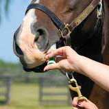 Keep Your Horses Healthy: A Guide to Deworming