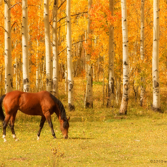 Common Health Issues Facing Horses in the Fall