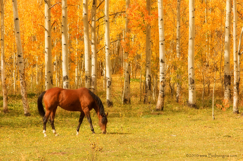 Common Health Issues Facing Horses in the Fall