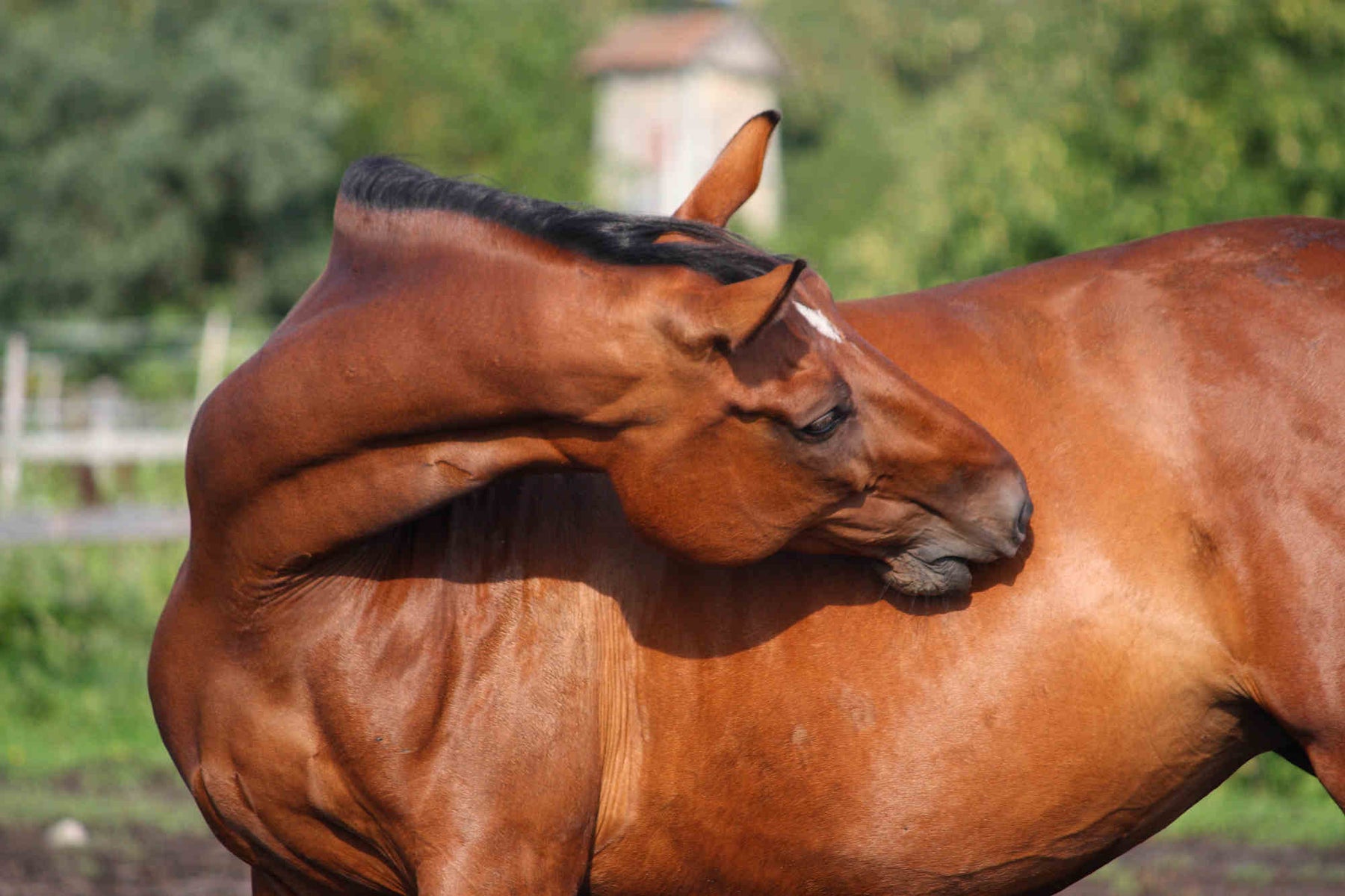 Equine Ulcers: Prevention, Detection, and Treatment
