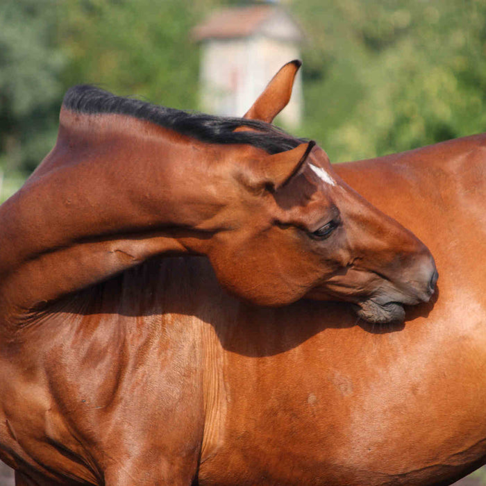 Equine Ulcers: Prevention, Detection, and Treatment