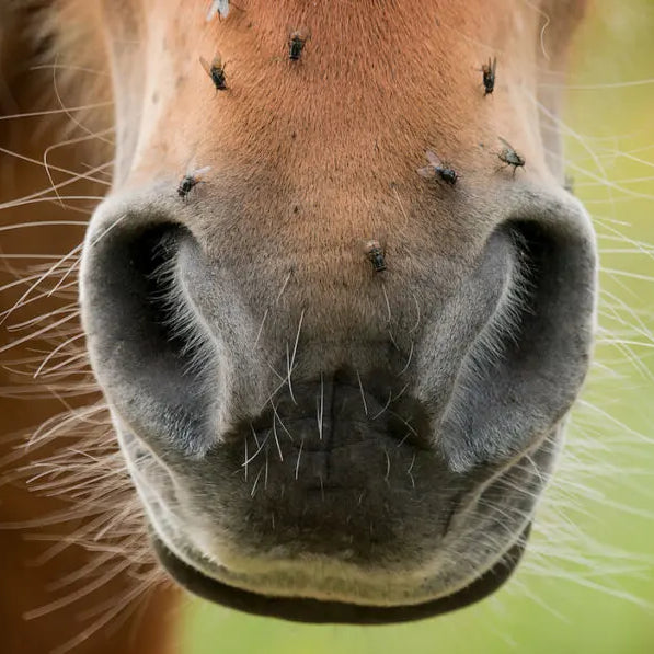 Fly Management Around the Barn