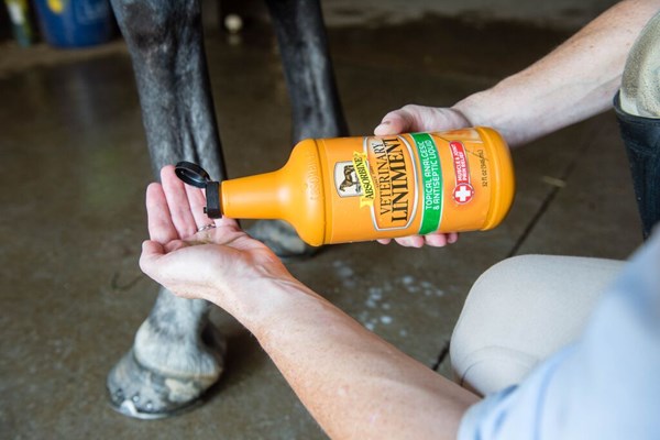 Everything You Need to Know About Liniment for Horses