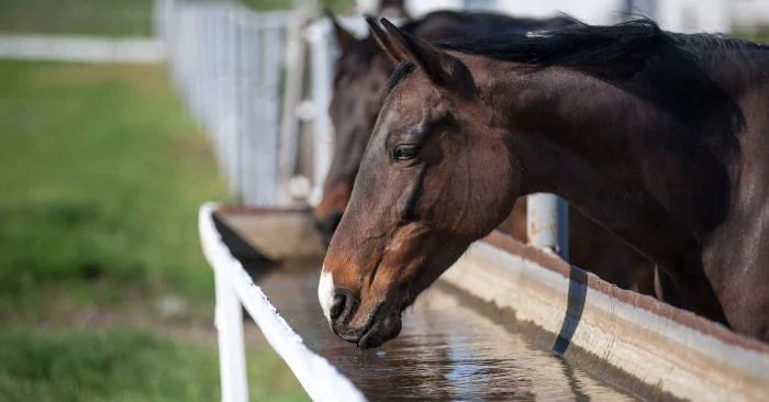Electrolytes. What The Heck Are They?