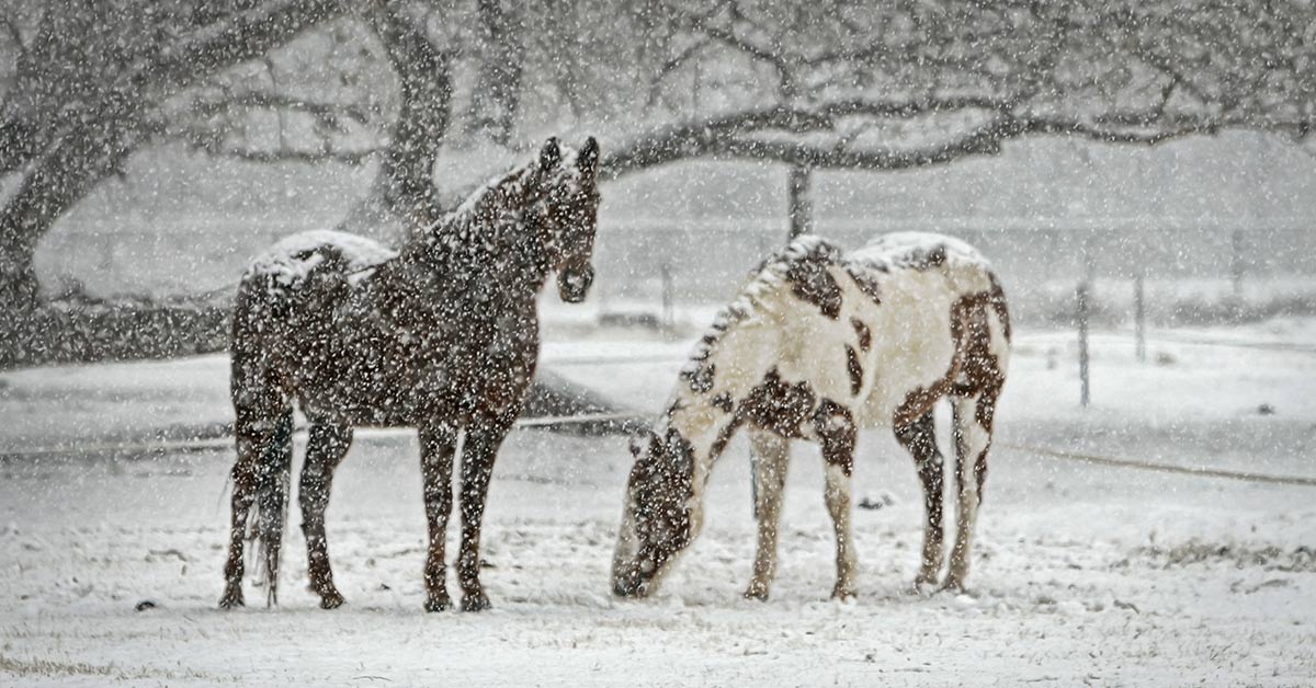 Horse Care Tips for Cold Weather
