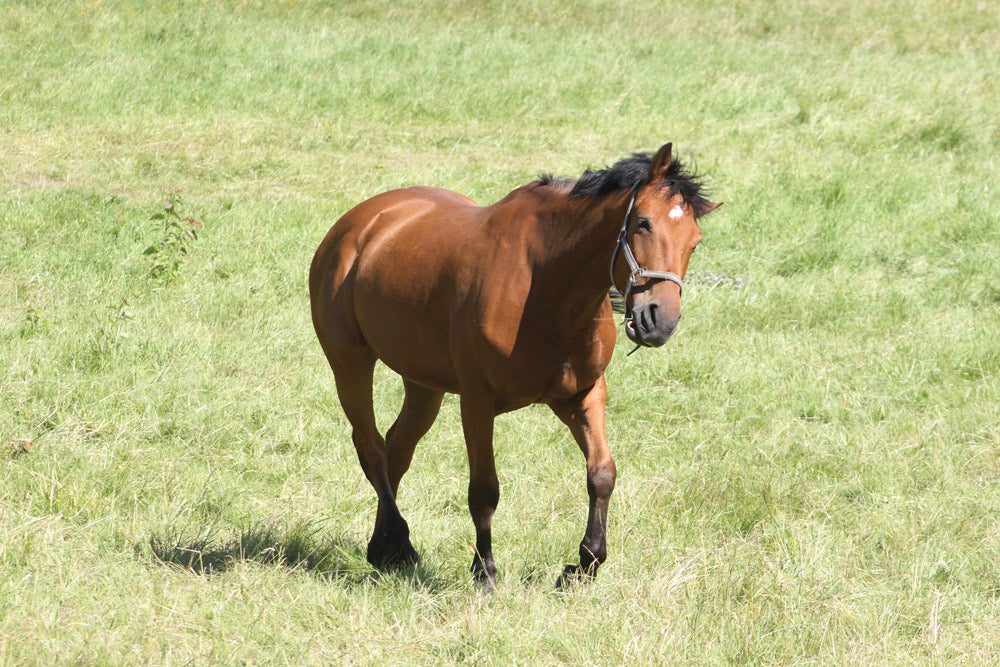 Understanding Equine Neurological Conditions