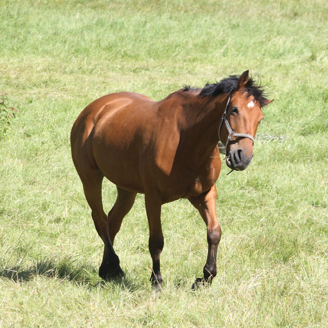 Understanding Equine Neurological Conditions