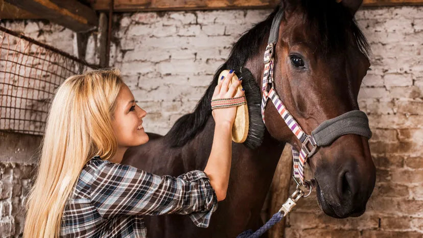 The Ultimate Horse Grooming Routine