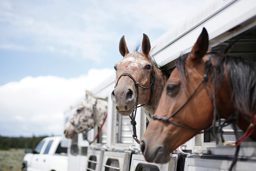 Managing Trailering Anxiety — The Hitching Post Tack Shop