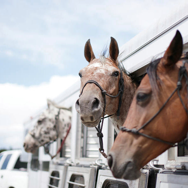 Managing Trailering Anxiety