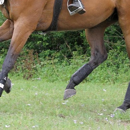 A Guide to Horse Boots