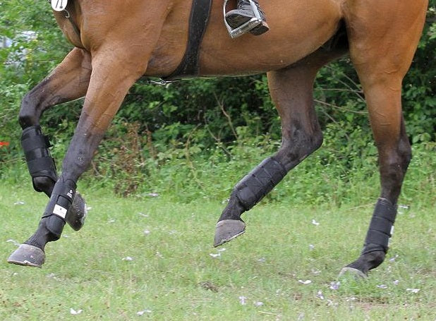 A Guide to Horse Boots