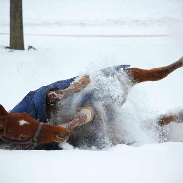 Preparing For Winter As Equestrians and Horse Owners