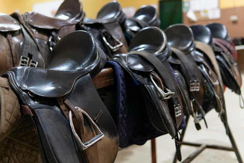 English Saddles of various types sitting in a row