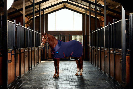 A brown horse wearing a Navy cooler with Burgundy surcingles and straps in the middle isle of a barn with a brown leather halter on 