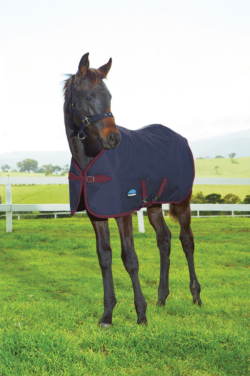 A dark brown foal standing in a grassy field wearing a navy horse blanket with burgundy trim and crossing surcingles. A white fence and distant hills are visible in the background.