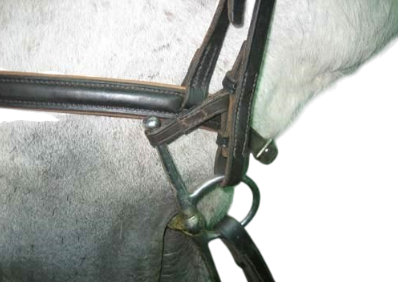 Close-up of a horse bridle on a white background