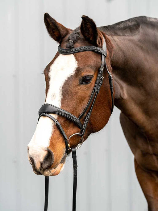 Horse wearing a bridle against a light gray background