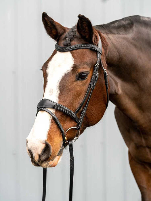 Horse wearing a bridle against a light gray background