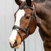 Horse wearing a bridle against a light gray background