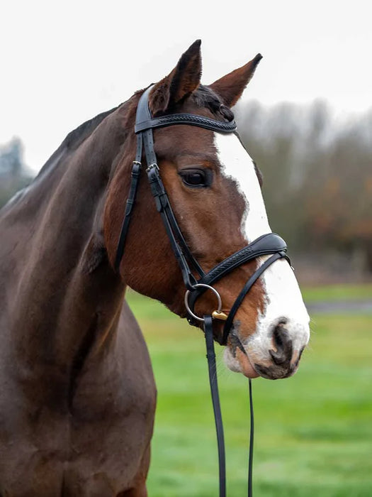 Brown horse with a white blaze wearing a bridle in an outdoor setting