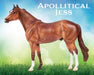 Breyer Apollitical Jess | American Quarter Horse Sprinter