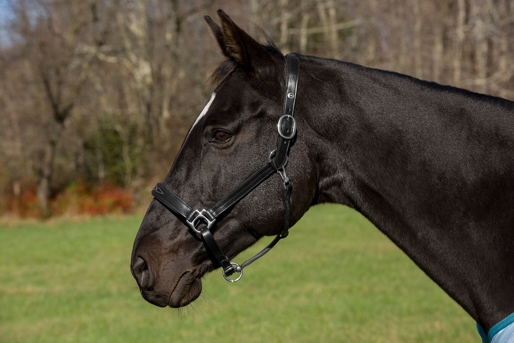 HDR Pro Fancy Stitch Padded Halter - Black - Horse