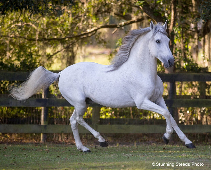 Breyer™ Caprechio del Richuelo