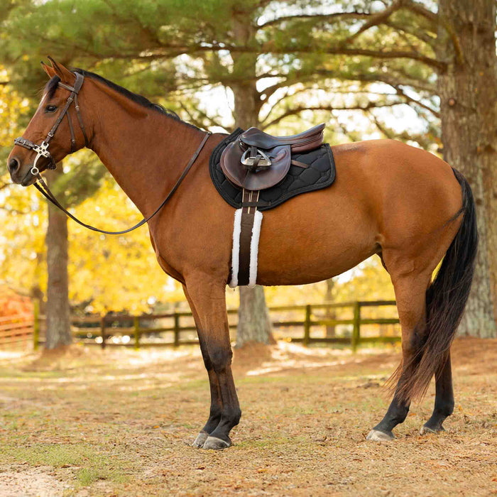 A brown horse standing outdoors in a wooded area, wearing a dark saddle with a black and white pad and a bridle.