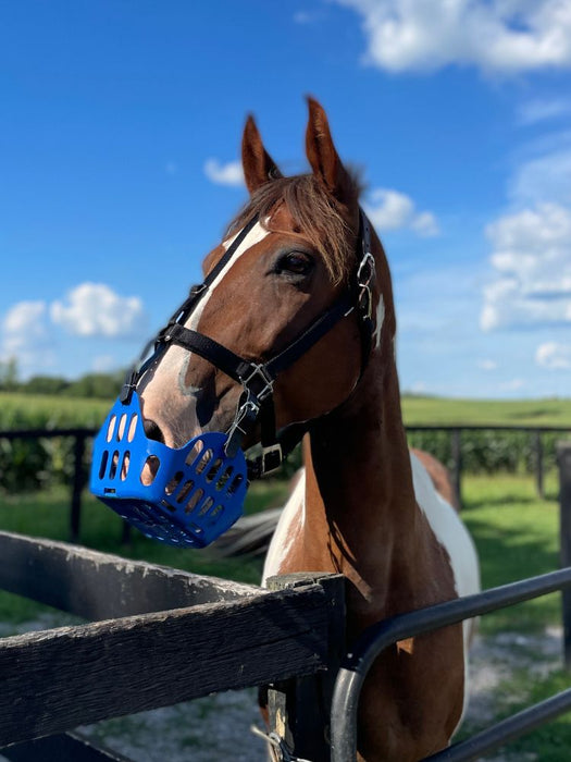 GG Equine- Premium Breakaway Halter - Black- WarmBlood