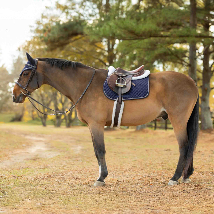 Horse with a blue saddle pad standing in a field with trees in the background