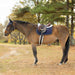 Horse with a blue saddle pad standing in a field with trees in the background